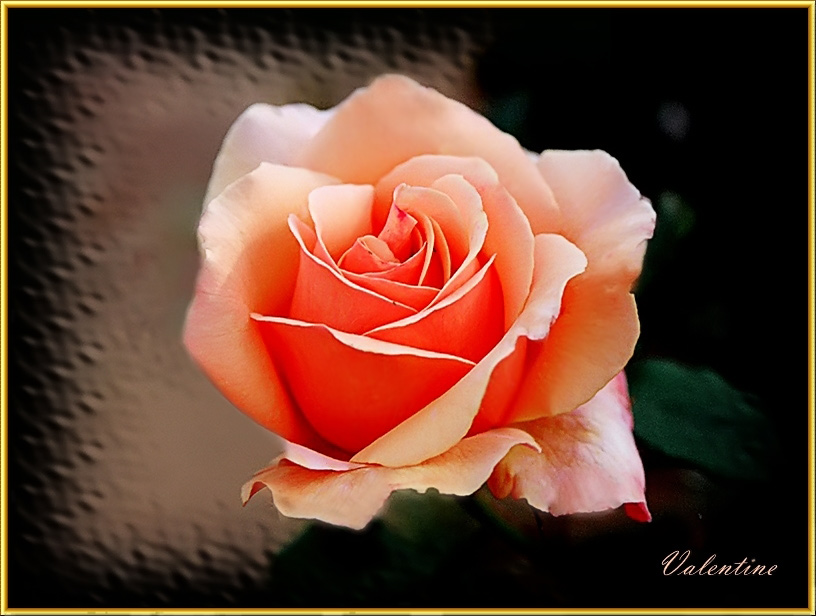фото "ROSE" метки: природа, цветы