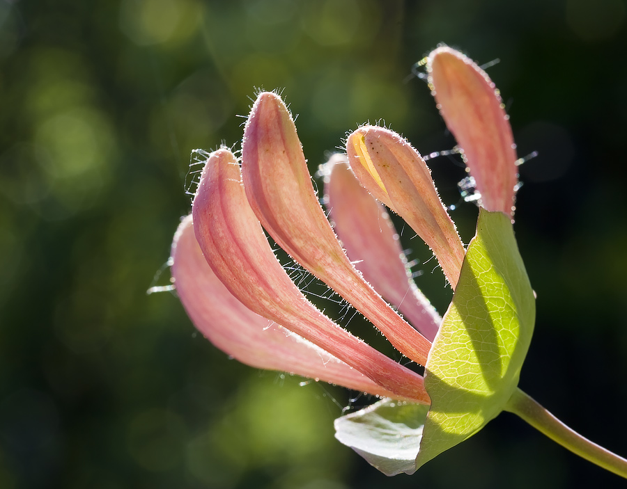 photo "***" tags: macro and close-up, nature, flowers