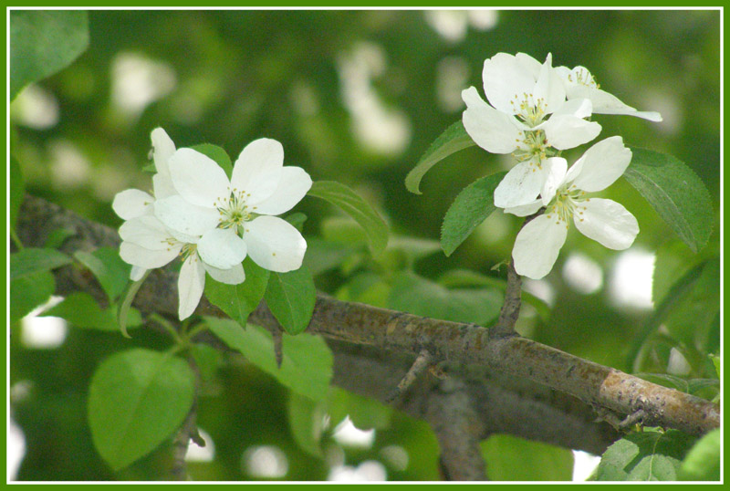 фото "Нарядная яблонька" метки: природа, цветы