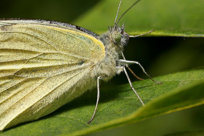 фото "Lepidoptera No.1" метки: макро и крупный план, 