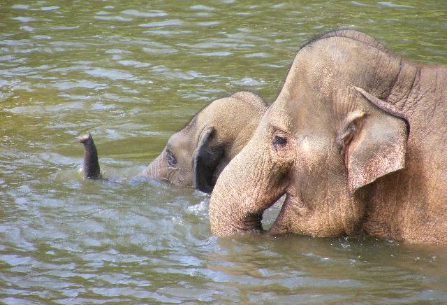 photo "Wildlife." tags: nature, wild animals