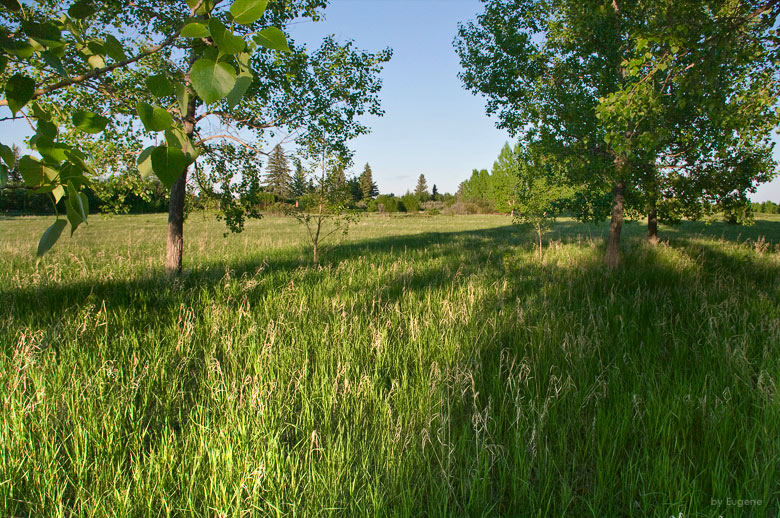 photo "Park" tags: landscape, forest, summer