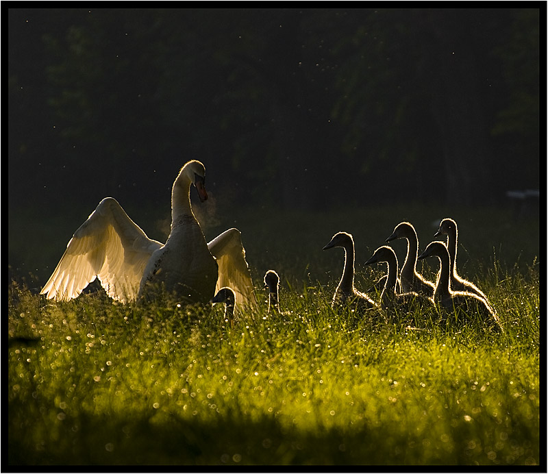 photo "Quiet!!!!!" tags: nature, wild animals