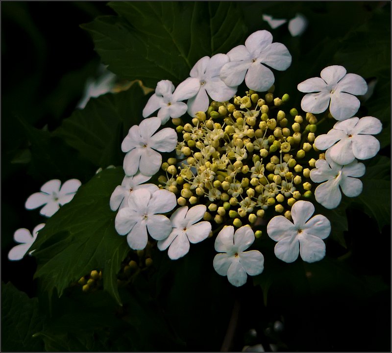 photo "Guelder-rose" tags: macro and close-up, nature, flowers