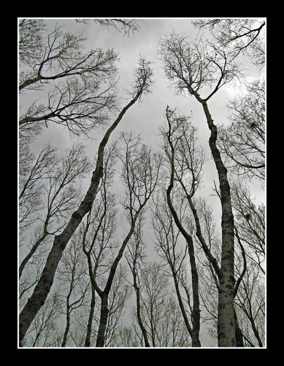 фото "Looking Up" метки: пейзаж, лес