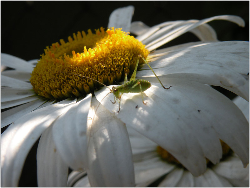 photo "***" tags: macro and close-up, nature, 