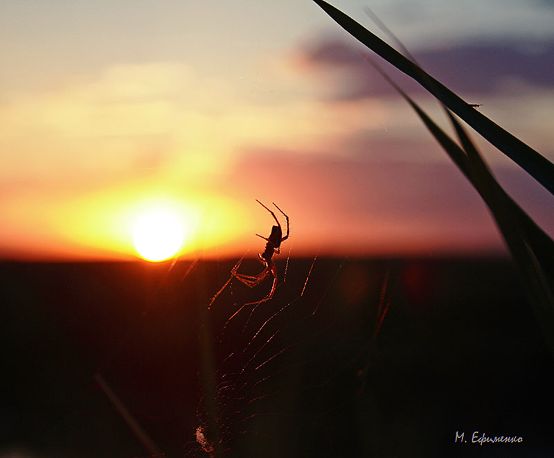 photo "***" tags: nature, insect