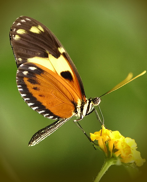 photo "***" tags: macro and close-up, nature, 