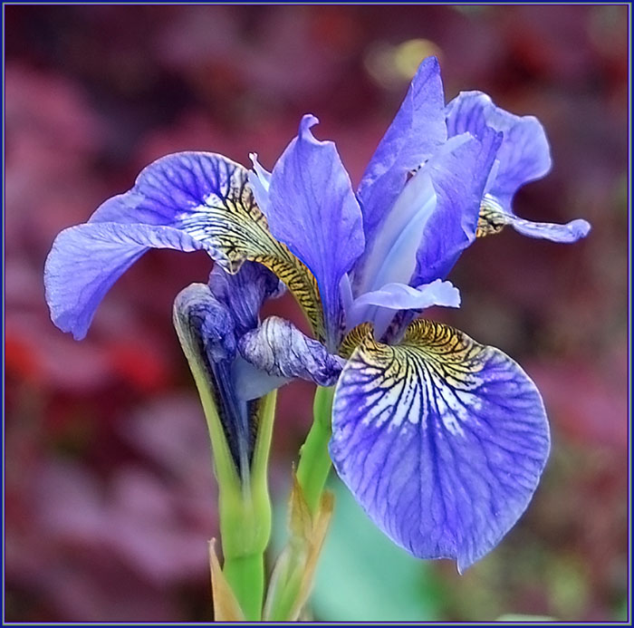 photo "Iris" tags: nature, flowers