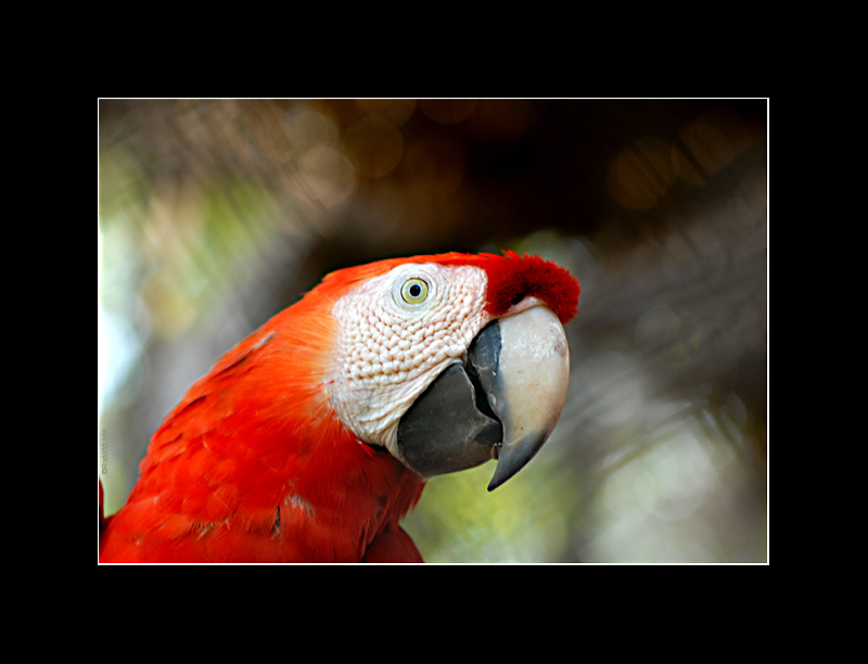 photo "(macaw)  Arara" tags: nature, wild animals