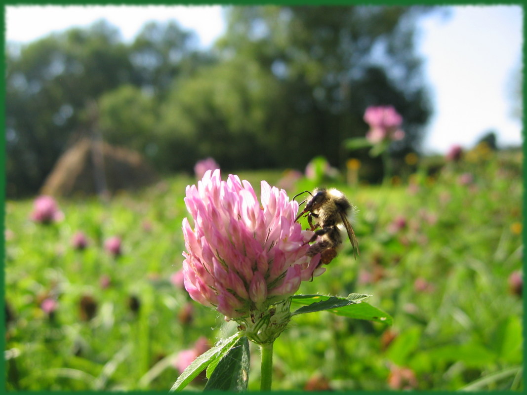 фото "Пчелка Майя" метки: пейзаж, макро и крупный план, лето