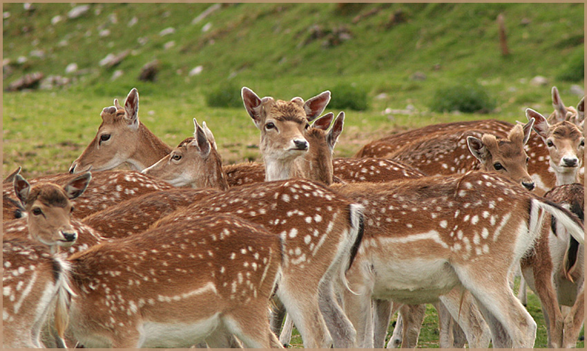 фото "Deers" метки: природа, домашние животные
