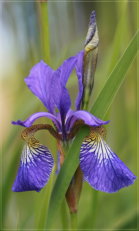 photo "Iris" tags: nature, macro and close-up, flowers