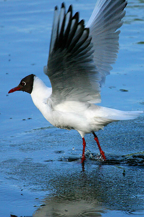 photo "flight" tags: nature, 