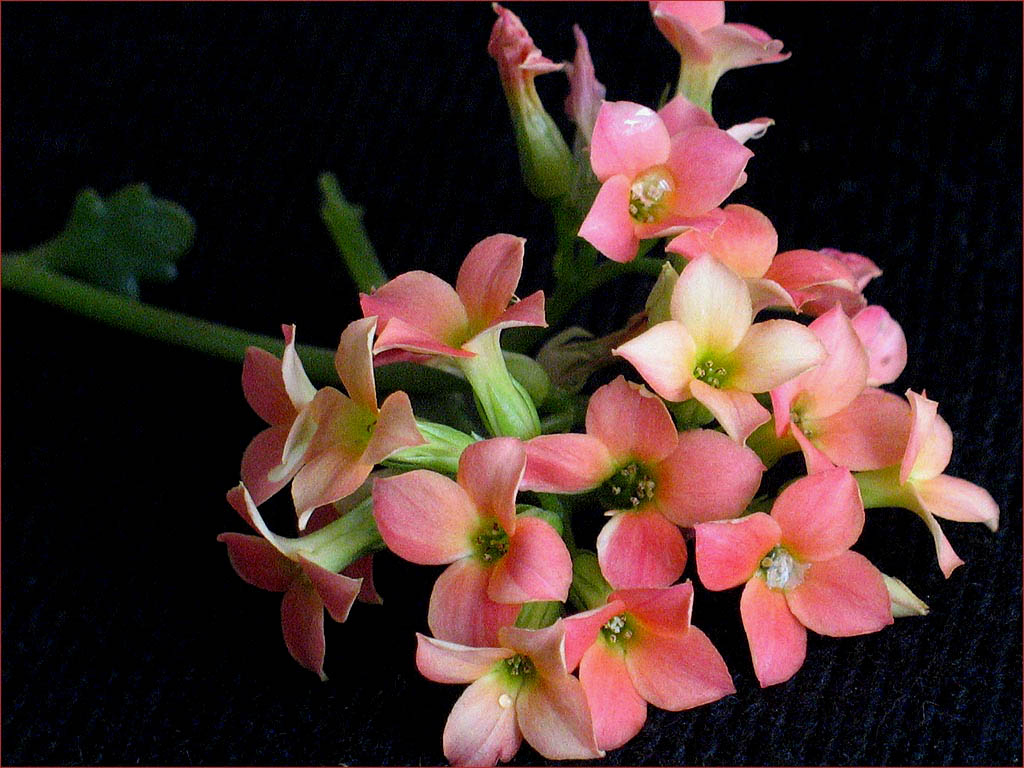 photo "All shades pink" tags: nature, macro and close-up, flowers