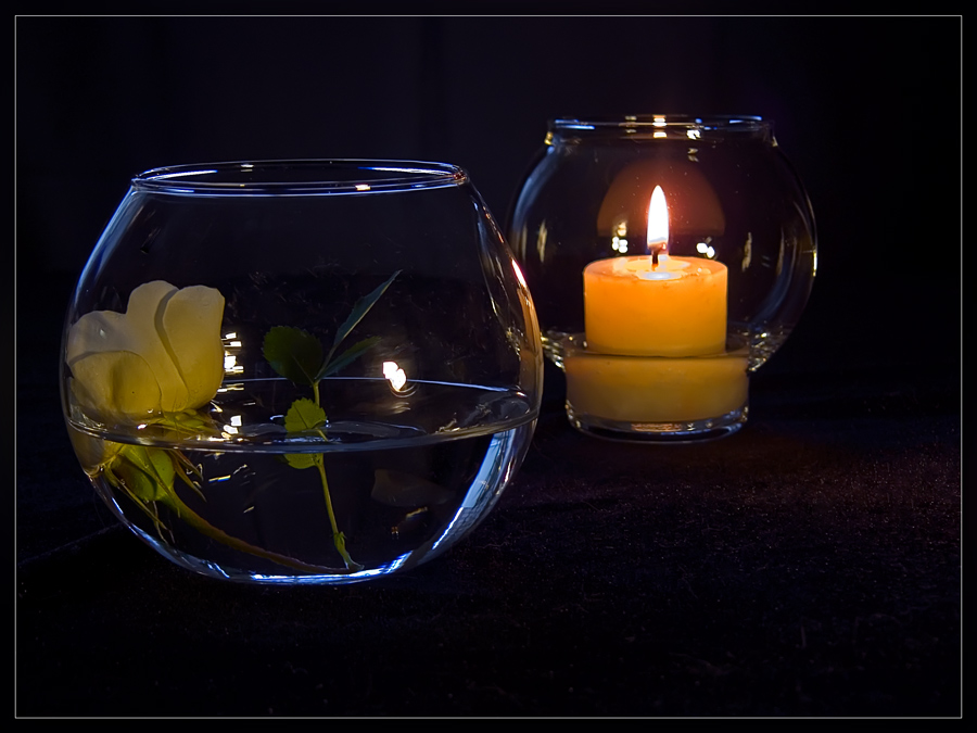 photo "While the candle burns" tags: still life, nature, flowers