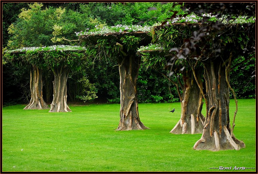 photo "special trees" tags: nature, landscape, flowers, spring