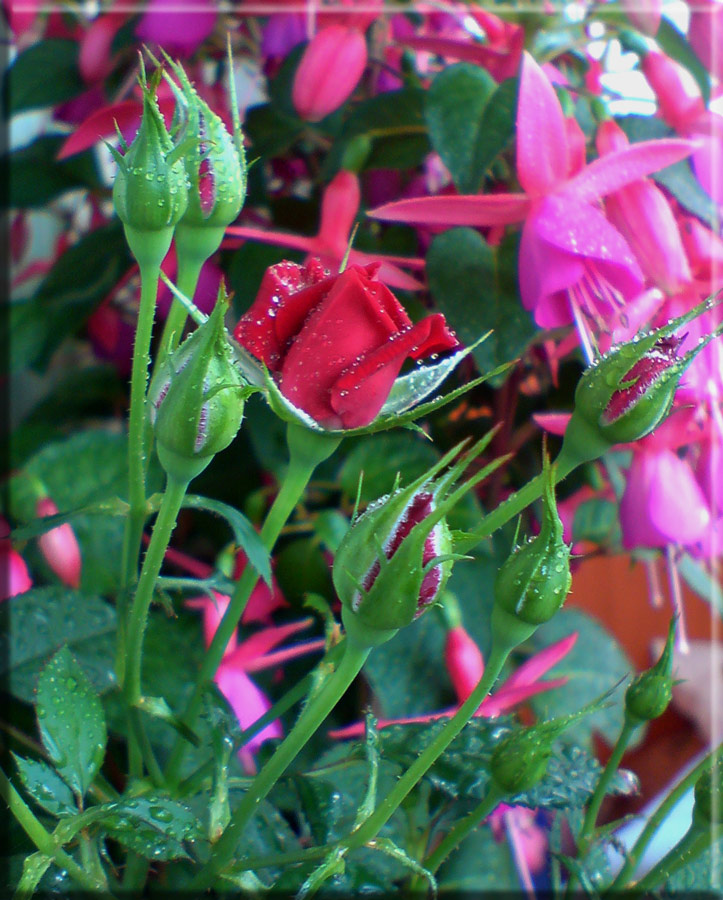 photo "Flowers" tags: nature, macro and close-up, flowers