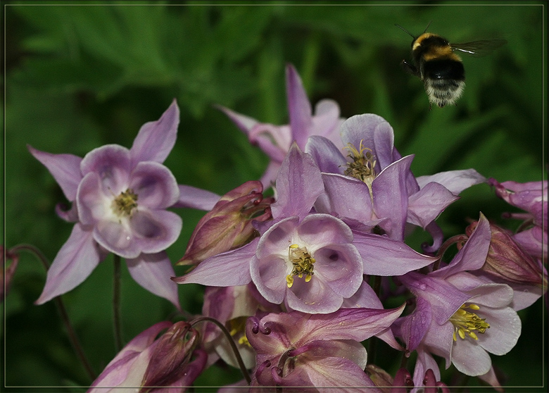 photo "I see the goal!" tags: nature, macro and close-up, flowers