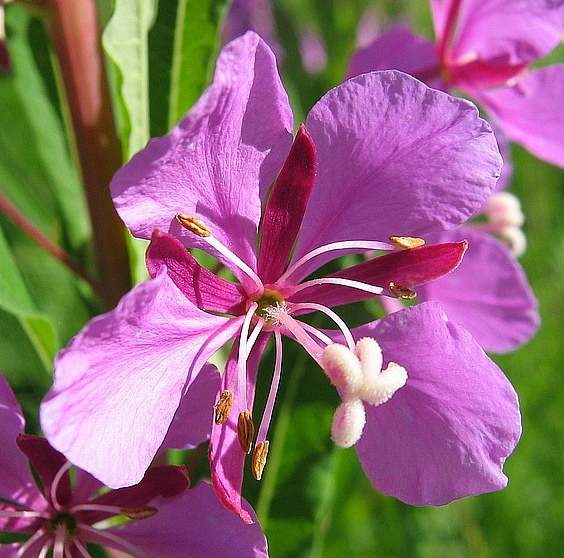 photo "***" tags: nature, macro and close-up, flowers