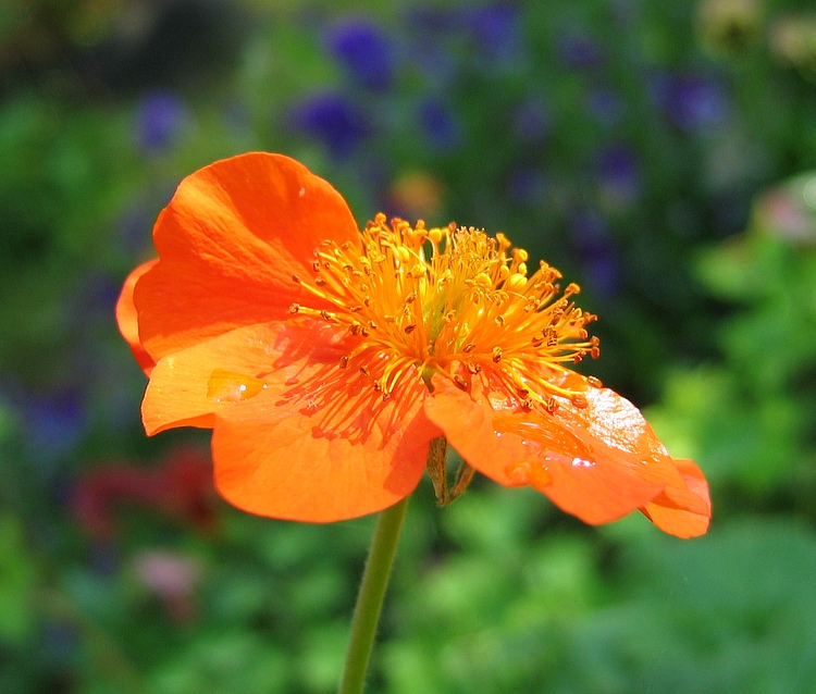 photo "***" tags: nature, macro and close-up, flowers