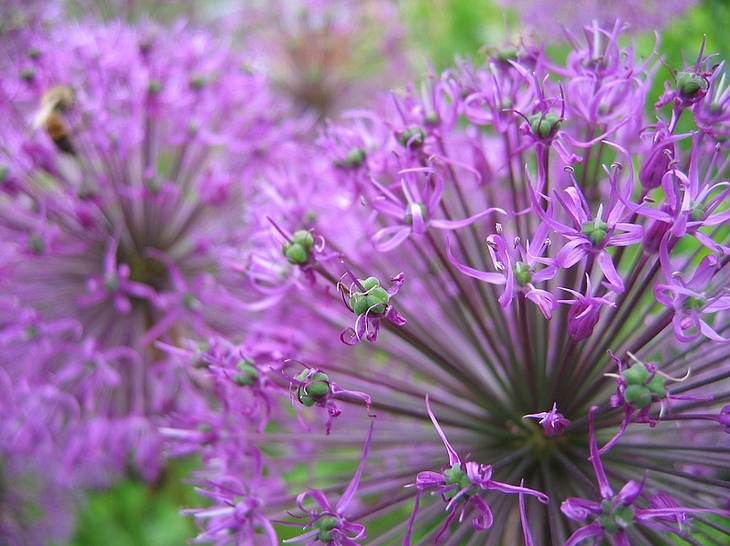 photo "***" tags: nature, macro and close-up, flowers