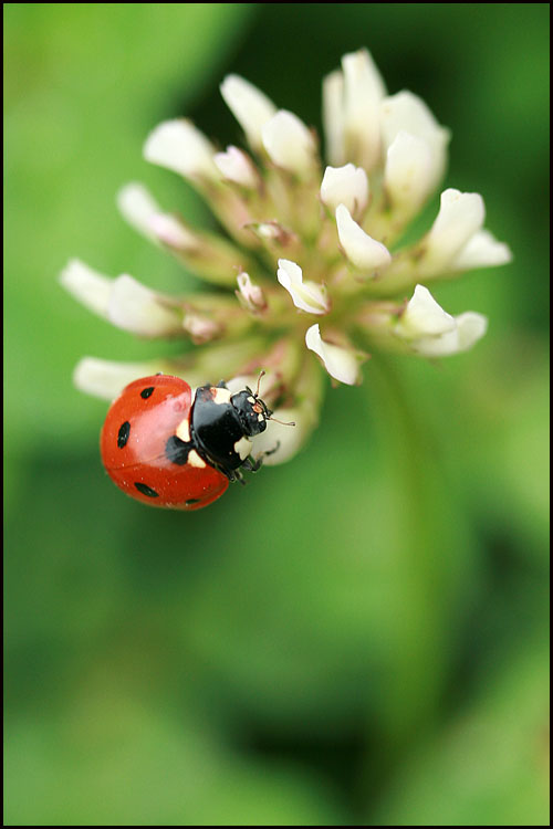 photo "***" tags: nature, macro and close-up, insect