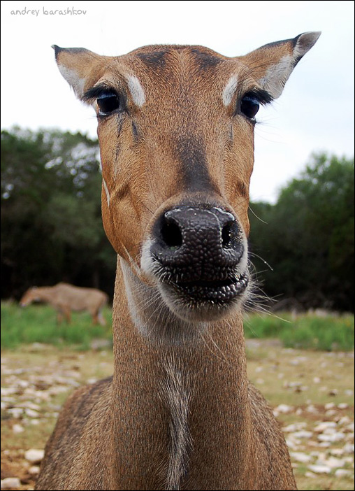 photo "So, what?" tags: nature, pets/farm animals