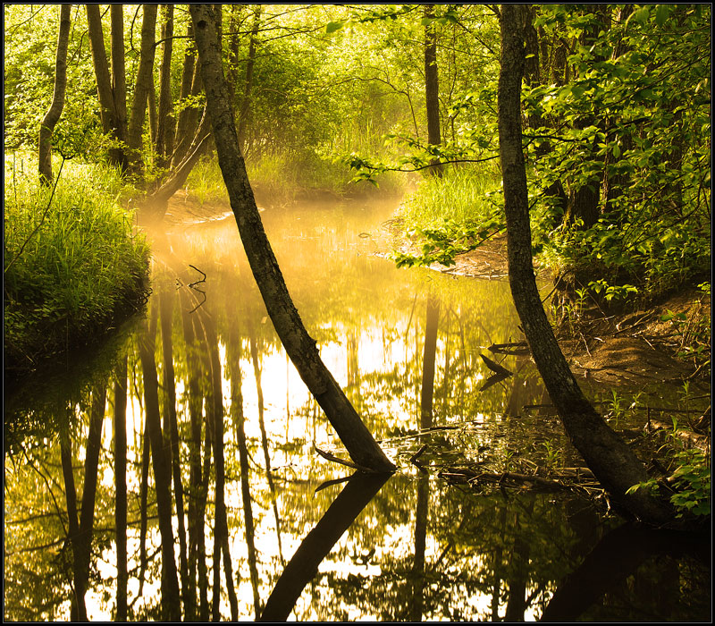 photo "***" tags: landscape, forest, water