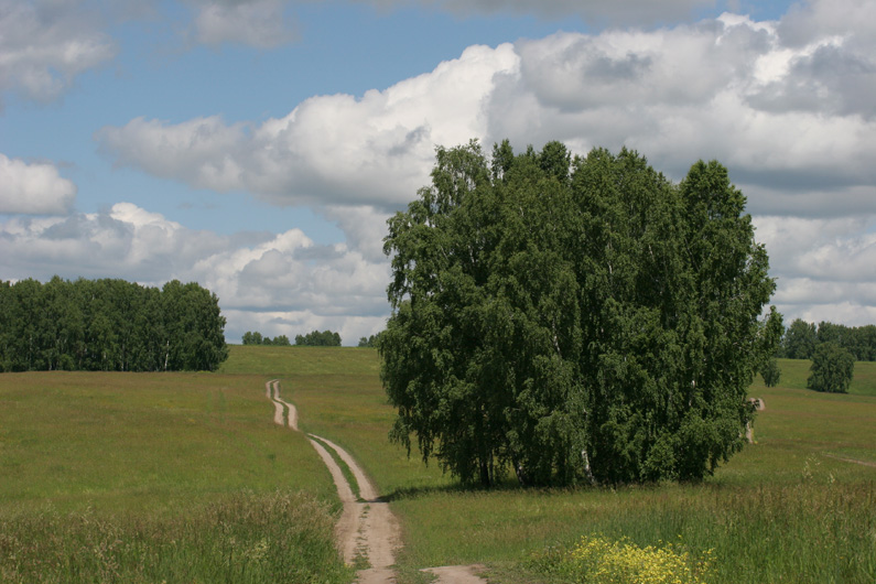 фото "Июнь в Сибири" метки: пейзаж, лето