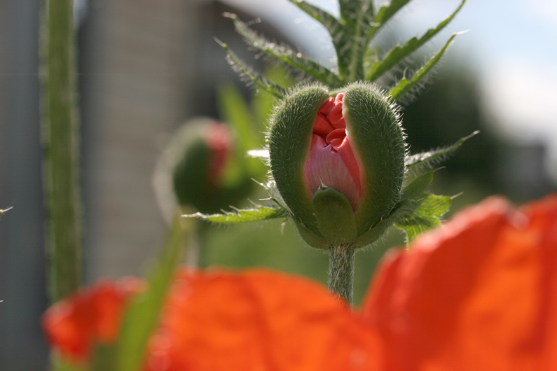 photo "Мак" tags: nature, flowers