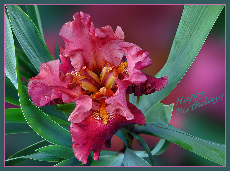 photo "for Valenbond" tags: nature, flowers