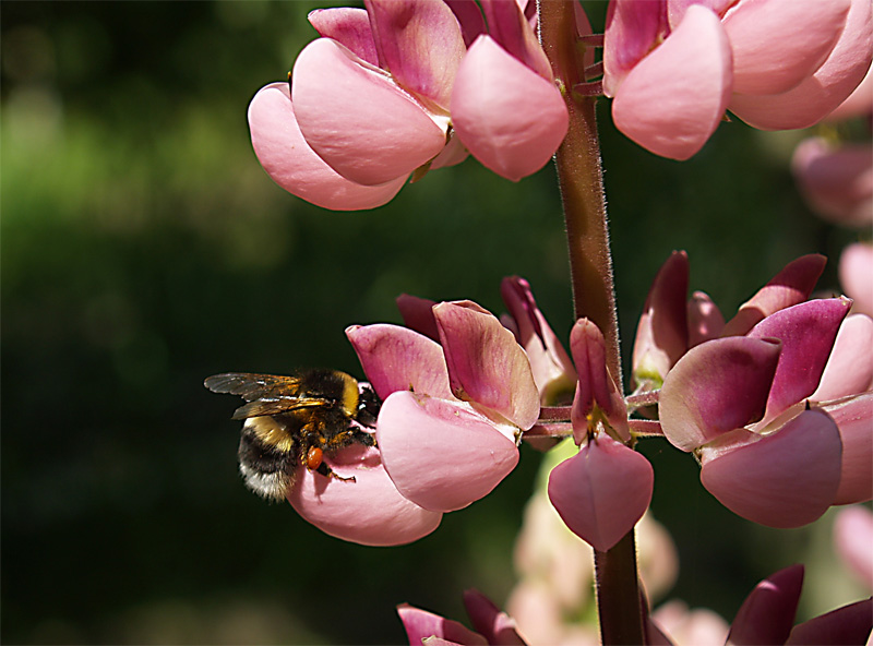 photo "***" tags: nature, insect