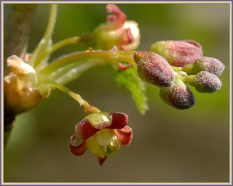 photo "***" tags: macro and close-up, 