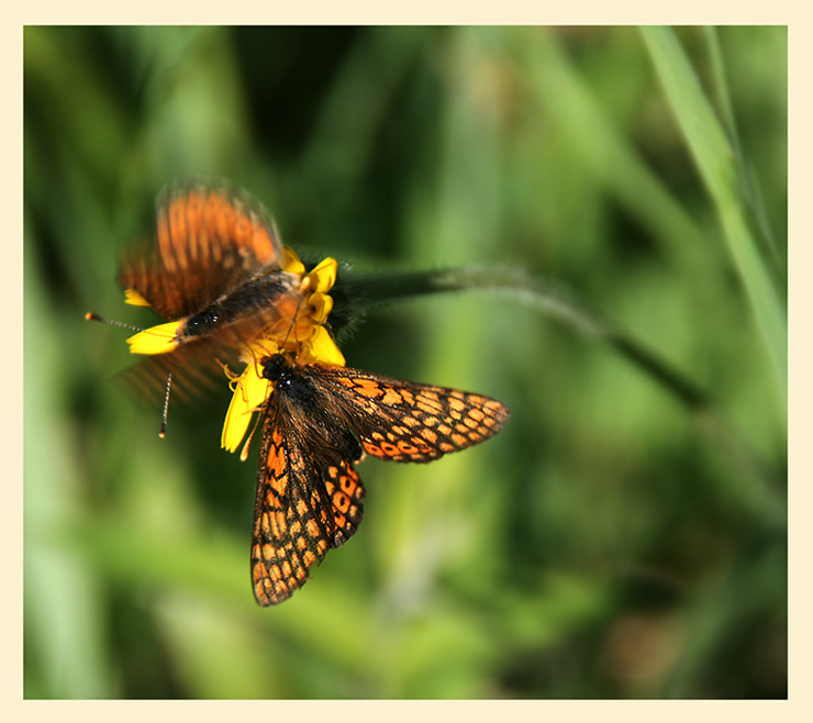 photo "Dear, don`t worry !  :-)" tags: nature, insect