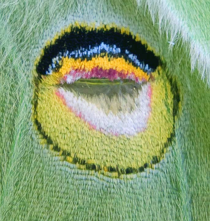 photo "Luna moth wing eyespot" tags: macro and close-up, nature, insect