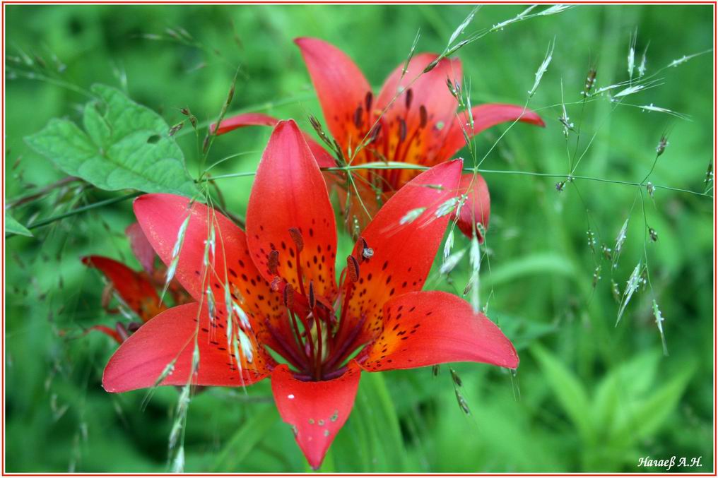 photo "***" tags: nature, flowers