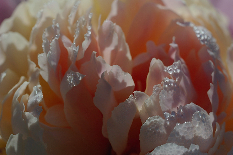 photo "***" tags: macro and close-up, nature, flowers