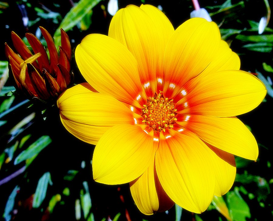 photo "HAPPY BIRTHDAY, MY DEAR BRIAN!!!!" tags: nature, flowers