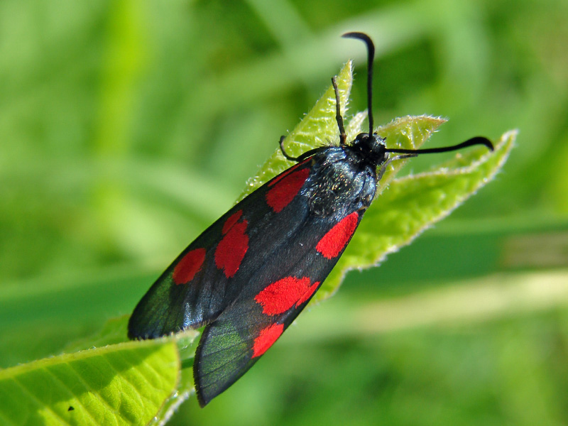 photo "***" tags: nature, insect