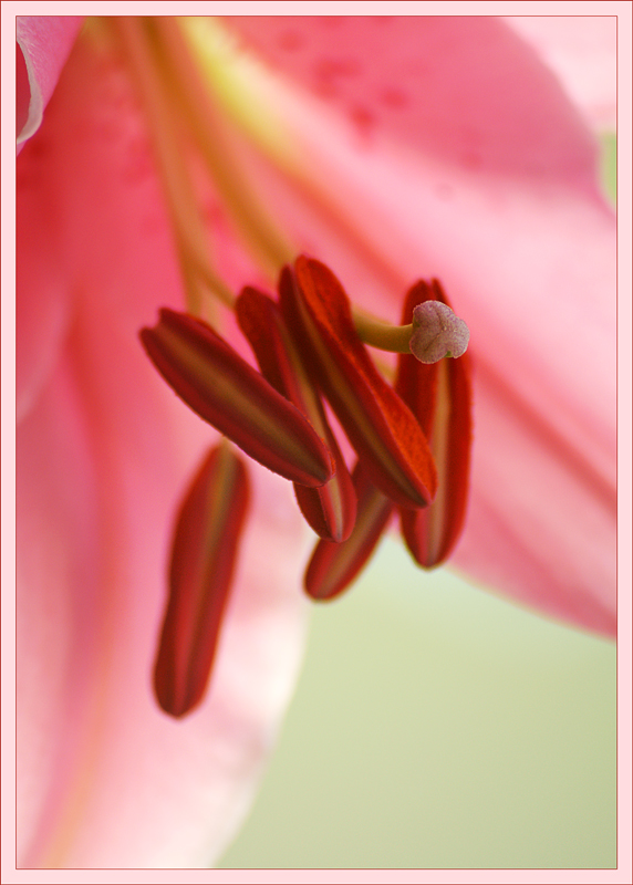 photo "Soul to lilies" tags: macro and close-up, nature, flowers