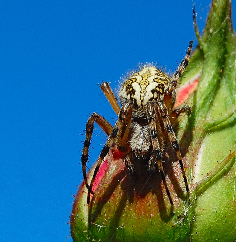 photo "***" tags: macro and close-up, nature, insect