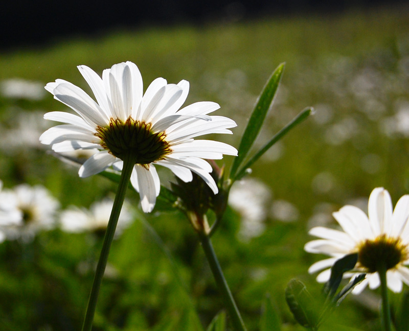 photo "***" tags: nature, flowers