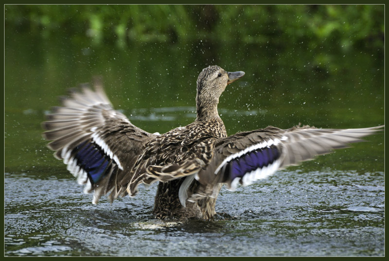 фото "Жарко" метки: природа, дикие животные