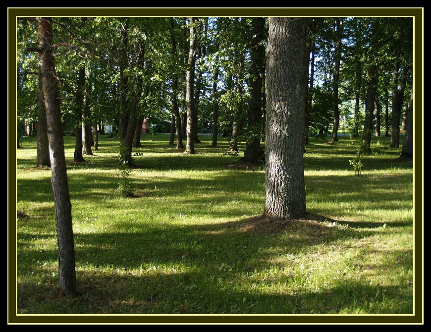 photo "***" tags: landscape, forest