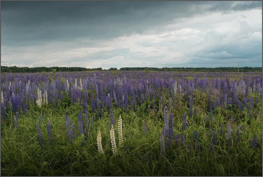 photo "Моre lupins :)" tags: landscape, summer