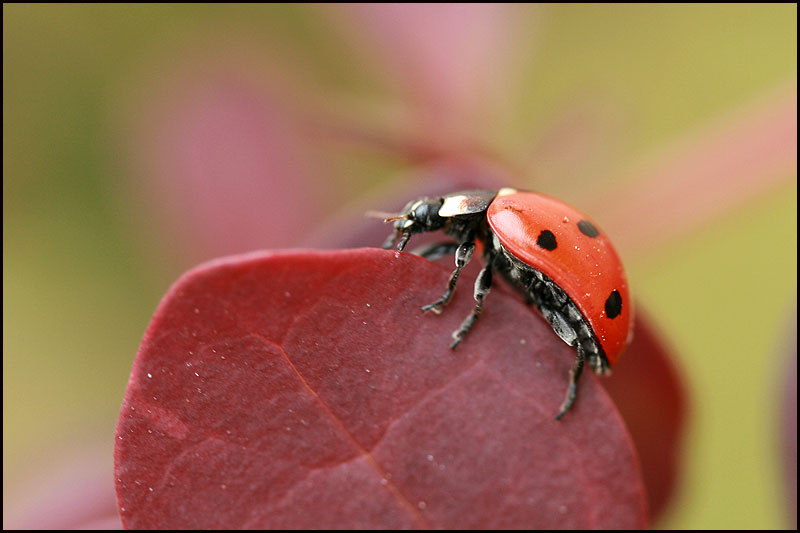 photo "***" tags: macro and close-up, nature, insect