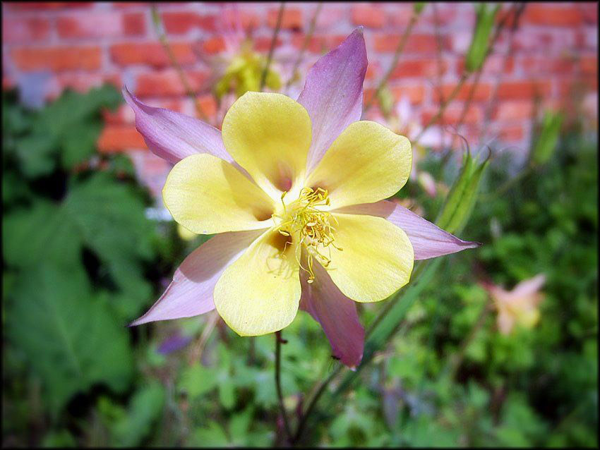 photo "Flower in the garden" tags: nature, flowers