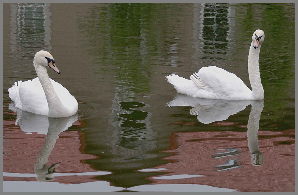 photo "***" tags: nature, wild animals