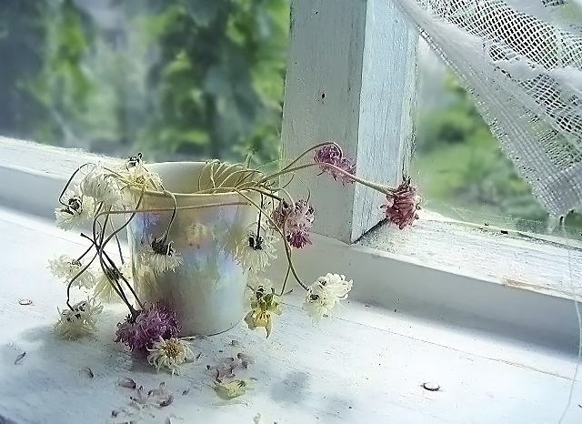 photo "***" tags: still life, nature, flowers